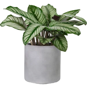 Calathea Sanderiana