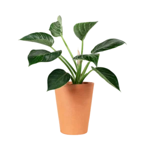 Peace Lily Plant